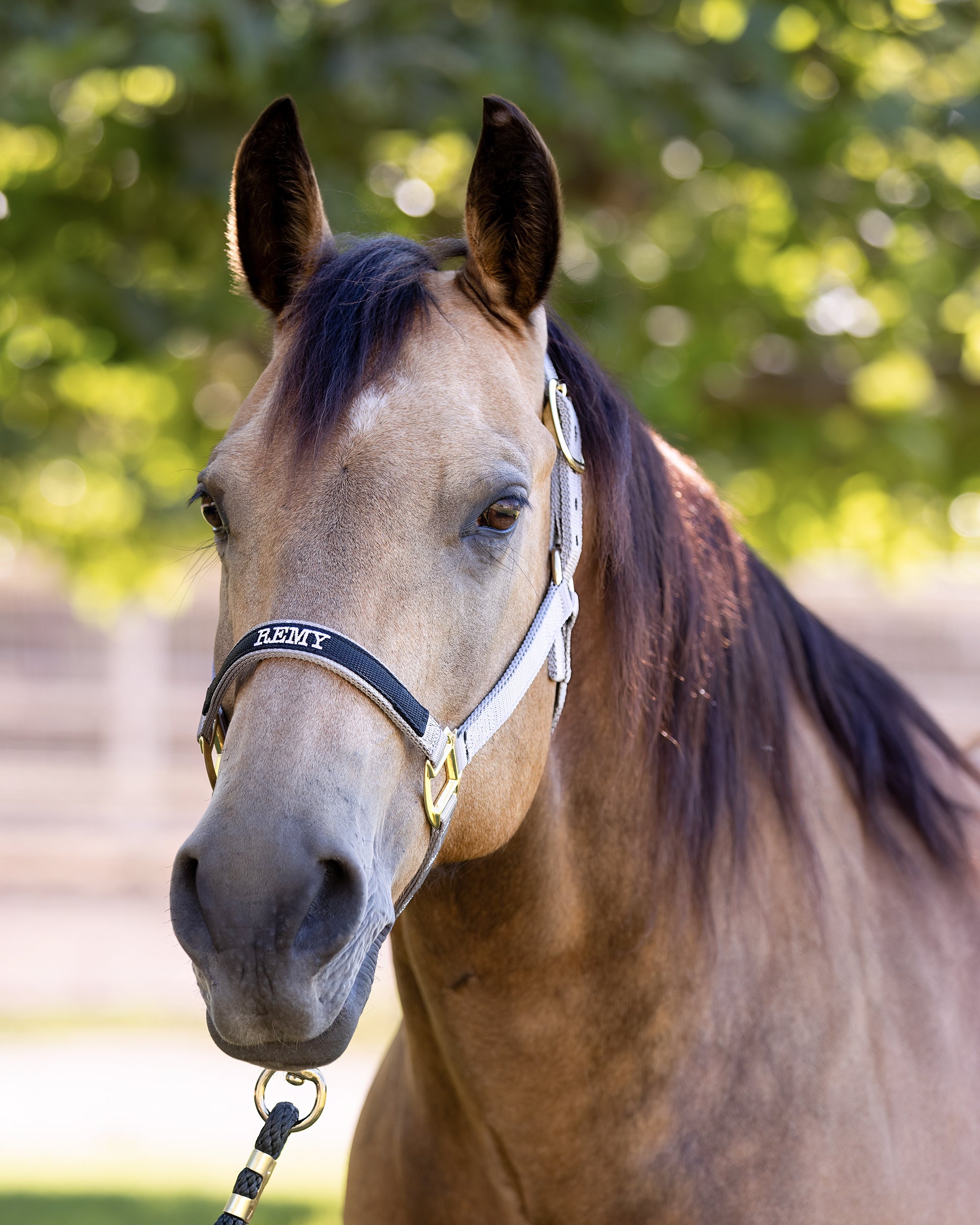 Custom Halter