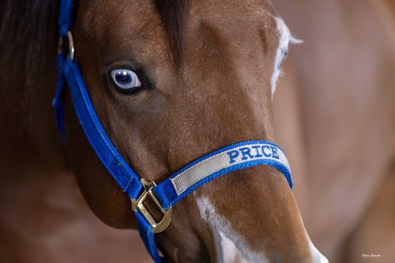 Halters